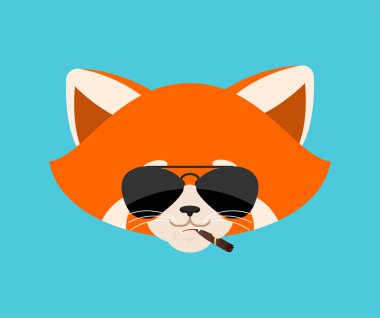 Kırmızı panda puro emojisi içiyor. Vahşi hayvan. Duyguların ciddi avatarı. Canavar gibi sert. Vektör illüstrasyonu