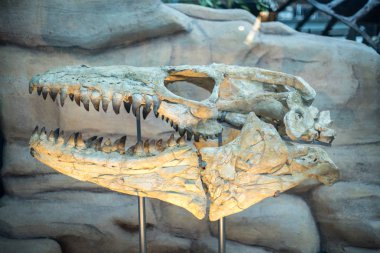 Kafatası dinozor yakın çekim