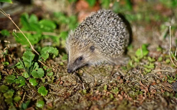 Hedgehog Grama Verde Andando Noite — Fotografia de Stock