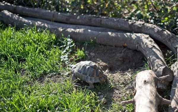 Eine Schildkröte Weidet Gras — Stockfoto