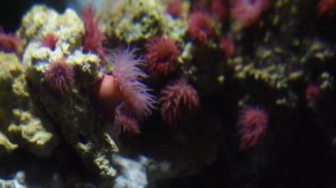 Sualtı resif yakın çekim