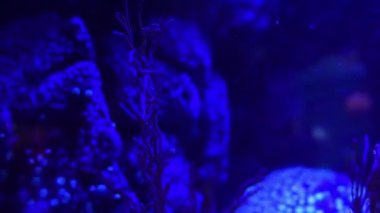 Güzel mavi sualtı manzara