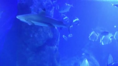 Balıklar ve çevresinde yüzme köpekbalığı ile güzel mavi sualtı manzara