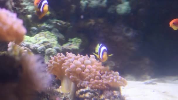 Onderwater Rif Close Met Vissen Zwemmen Rond — Stockvideo