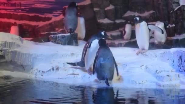 Grupo Pinguins Penhasco Neve — Vídeo de Stock