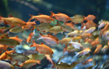 Goldfish Shoal yakın yukarı