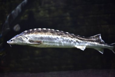 Sturgeon suda Yüzme