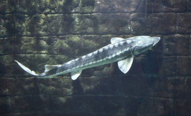 Sturgeon suda Yüzme