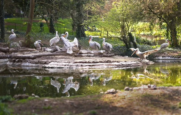 Tiere Natur Pelikane Teich Einem Sonnigen Tag — Stockfoto