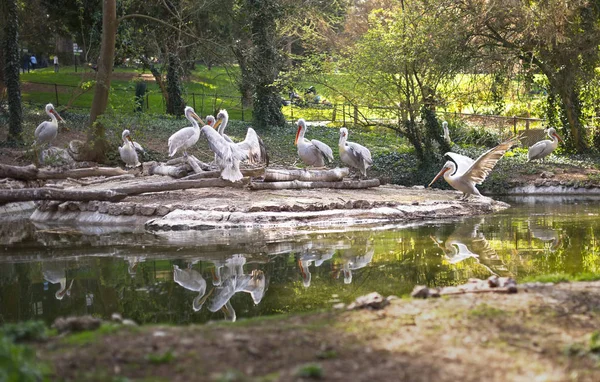 Animals. Nature. Pelicans around pond in a sunny day.