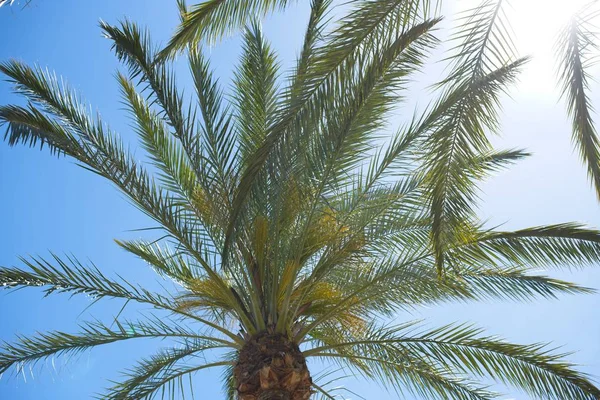 Palm Takken Het Zonlicht — Stockfoto