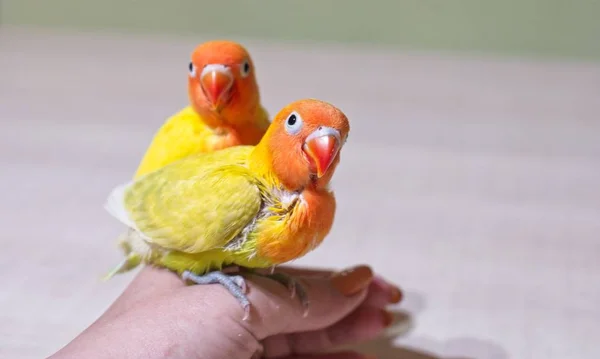 Sun Parakeets Couple Sitting Hand — Stock Photo, Image
