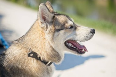 Yaz günü güzel husky portre