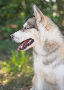 Yaz günü güzel husky portre