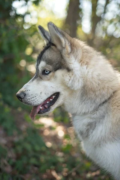 Belo Retrato Husky Dia Verão — Fotografia de Stock