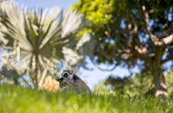 Lemur in nature,cute wild animal