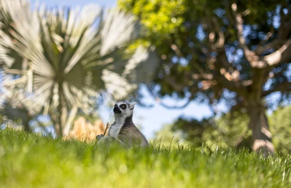 Lemur Nature Cute Wild Animal — Stock Photo, Image