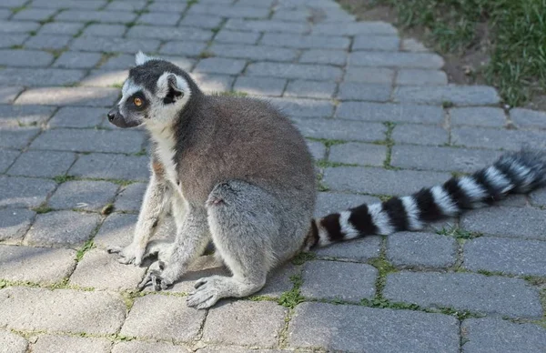 Lemur in nature,cute wild animal