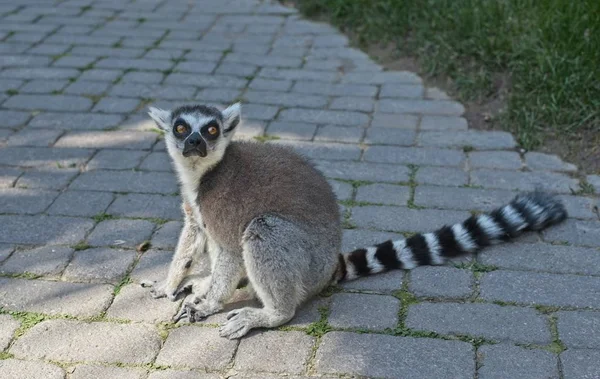 Lemur Nature Cute Wild Animal — стоковое фото