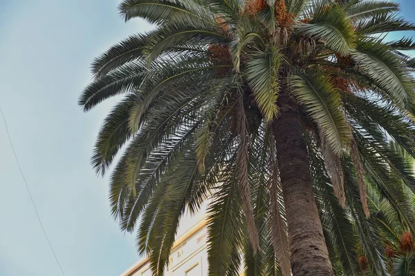 Palm Takken Sluiten Blauwe Lucht — Stockfoto