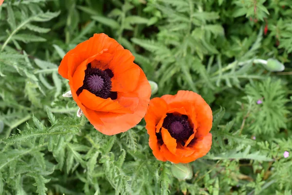 Two Blooming Poppies Close — Stock Photo, Image