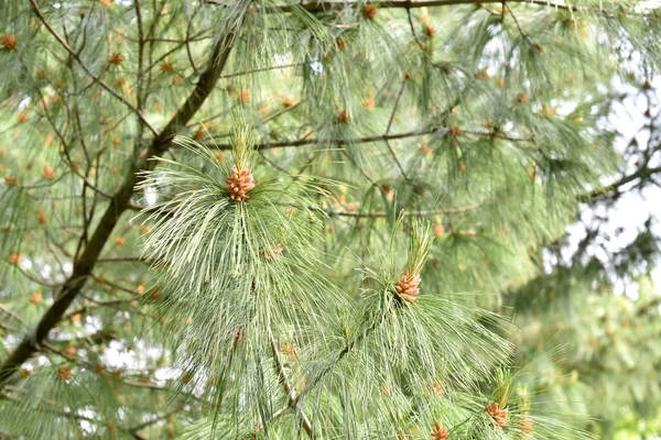 Fir Grenar Närbild — Stockfoto