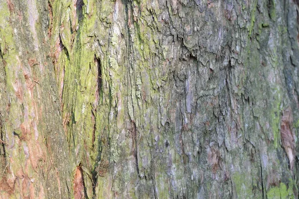 나무껍질의 질감을 가까이 — 스톡 사진