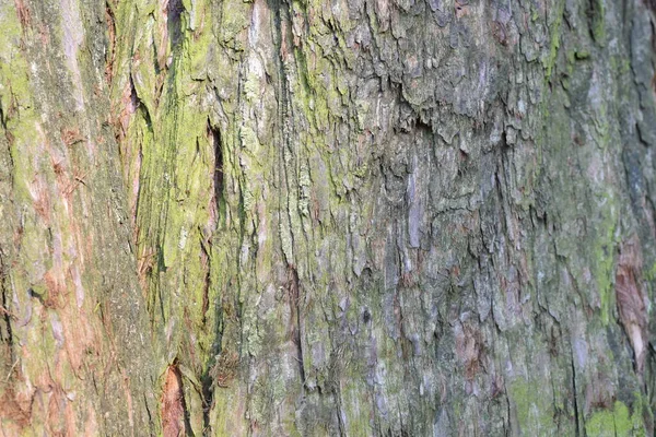 Baumrindenstruktur Aus Nächster Nähe — Stockfoto