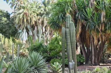 Palmiyeleri ve kaktüsleri olan Botanik Egzotik Parkı