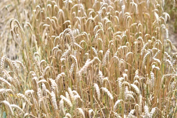 Golden Wheat Field Rural Countryside — Stock Photo, Image