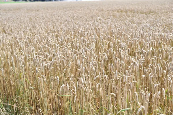 Gyllene Vetefält Landsbygd — Stockfoto