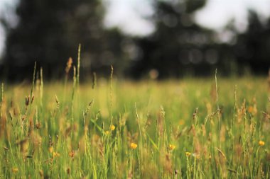  Güneşteki çayırlar