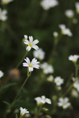 Tarlada küçük kır çiçekleri