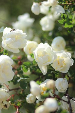 Beyaz gül kalçalı çalı