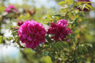 Gül ağacının çiçek açan gül ağacı.