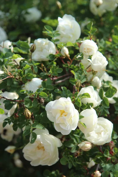 白玫瑰花丛 — 图库照片