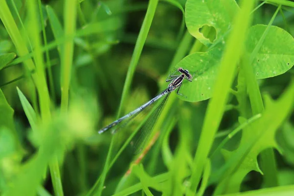 Petite Libellule Assise Sur Brin Herbe — Photo