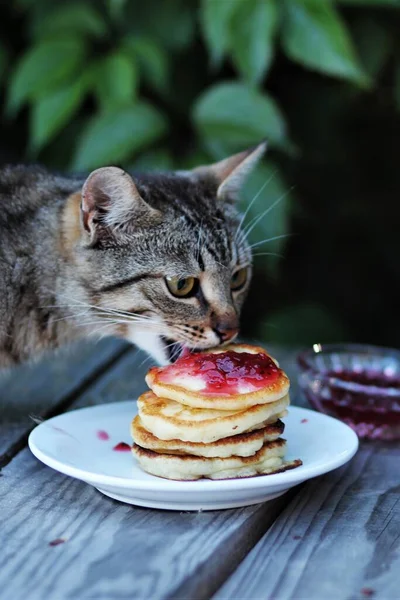 Gri kedi birkaç krep yiyor.