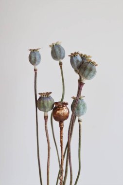 hafif arkaplanda kuru gelincik çiçekleri