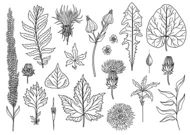 Vektör Set Sanat Yaprakları Doğal Yaprakları Otlar. Nesneler Yaban Hayatı. Dekoratif İzole Nesneler. Tasarım için İllüstrasyon