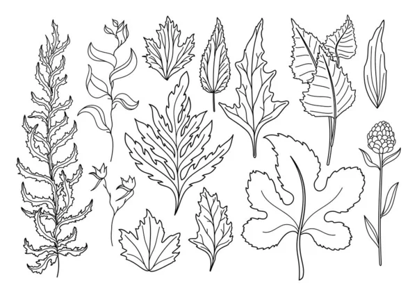 Ensemble Vectoriel Feuilles Art Feuilles Naturelles Herbes Objets Faune Objets — Image vectorielle