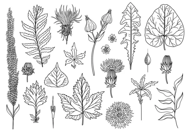 Ensemble Vectoriel Feuilles Art Feuilles Naturelles Herbes Objets Faune Objets — Image vectorielle