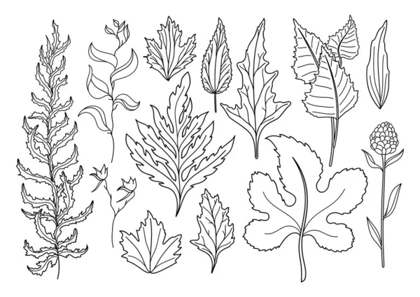 Vektor Set Von Kunst Laub Natürliche Blätter Kräuter Objekte Tierwelt Vektorgrafiken