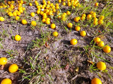 Parlak sarı kiraz erikleri yere yayılır ve yeşil çimenlere karşı canlı bir kontrastlık yaratır. Bu sahne sıcak bir yaz öğleden sonrasında bir bahçede geçiyor..