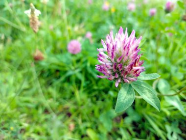 Göz alıcı pembe yonca çiçeği, parlak bir gökyüzünün altında canlı bitki örtüsüyle çevrili yeşil çimlerin üzerinde dimdik ayakta duruyor. Sahne güzelliği ve huzuru gözler önüne seriyor..