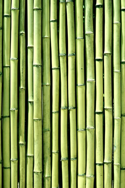 Textura Fondo Pared Madera Bambú Verde Vertical —  Fotos de Stock