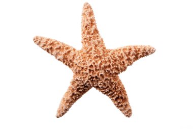 star balık beyaz zemin üzerine izole