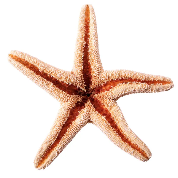 Морские Звезды Изолированы Белом Фоне — стоковое фото
