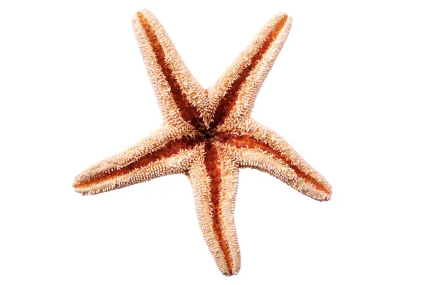 星鱼海星在白色背景下分离 — 图库照片