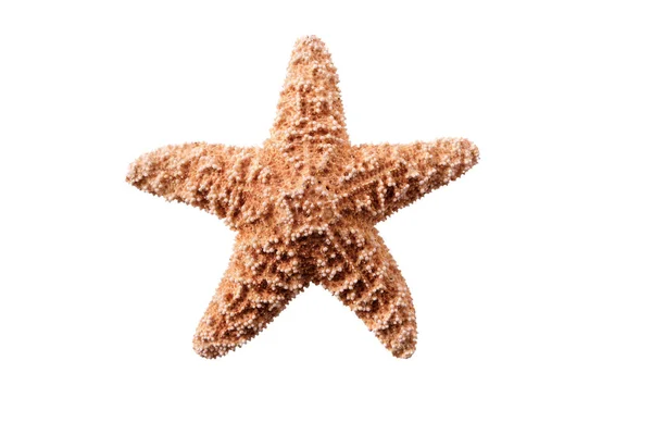 Pequenas Estrelas Mar Isoladas Fundo Branco — Fotografia de Stock